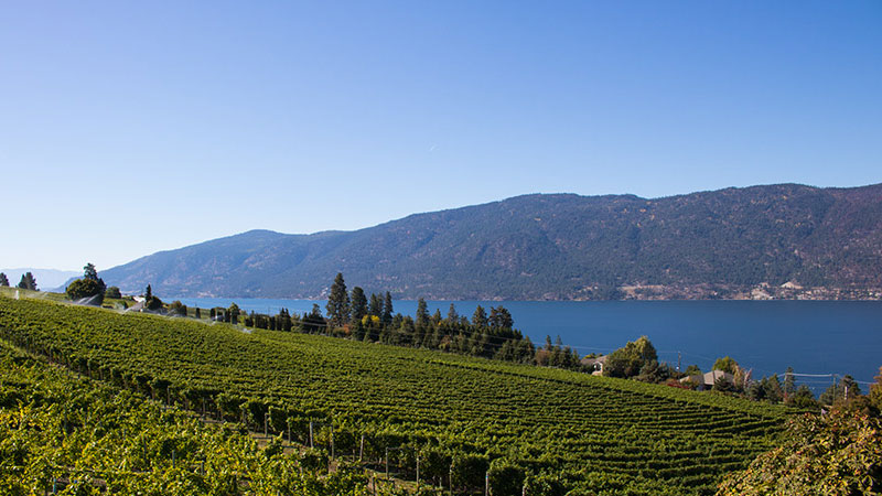 Okanagan Limousine offers wonderful wine tours throughout Lake Country.