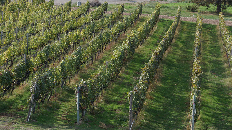 Okanagan Limousine offers wonderful wine tours throughout the East Kelowna area.