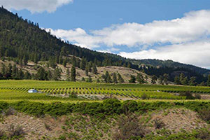 Package 8 - Tour Naramata wineries with Okanagan Limousine.
